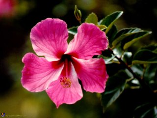 Bermuda Hibiscus